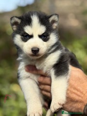 Husky Siberiano Cachorro 5