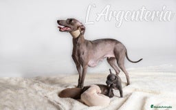 Pequeño Lebrel Italiano perros en venta: camada de piccolo lebrel italiano  - Imagen 11