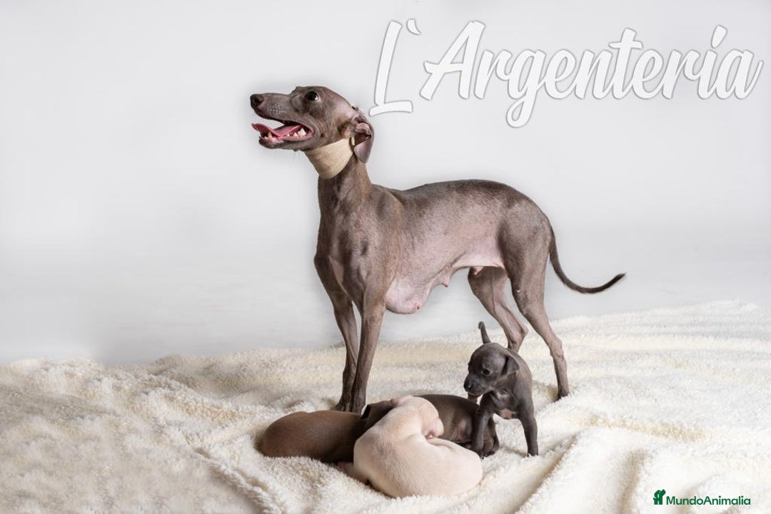 Pequeño Lebrel Italiano perros en venta: camada de piccolo lebrel italiano  - Imagen 11