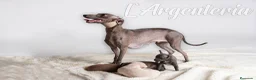 Pequeño Lebrel Italiano perros en venta: camada de piccolo lebrel italiano  - Anuncio 11
