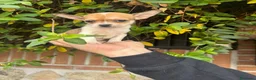 Chihuahua perros en venta: Chihuahua toy  - Anuncio 14