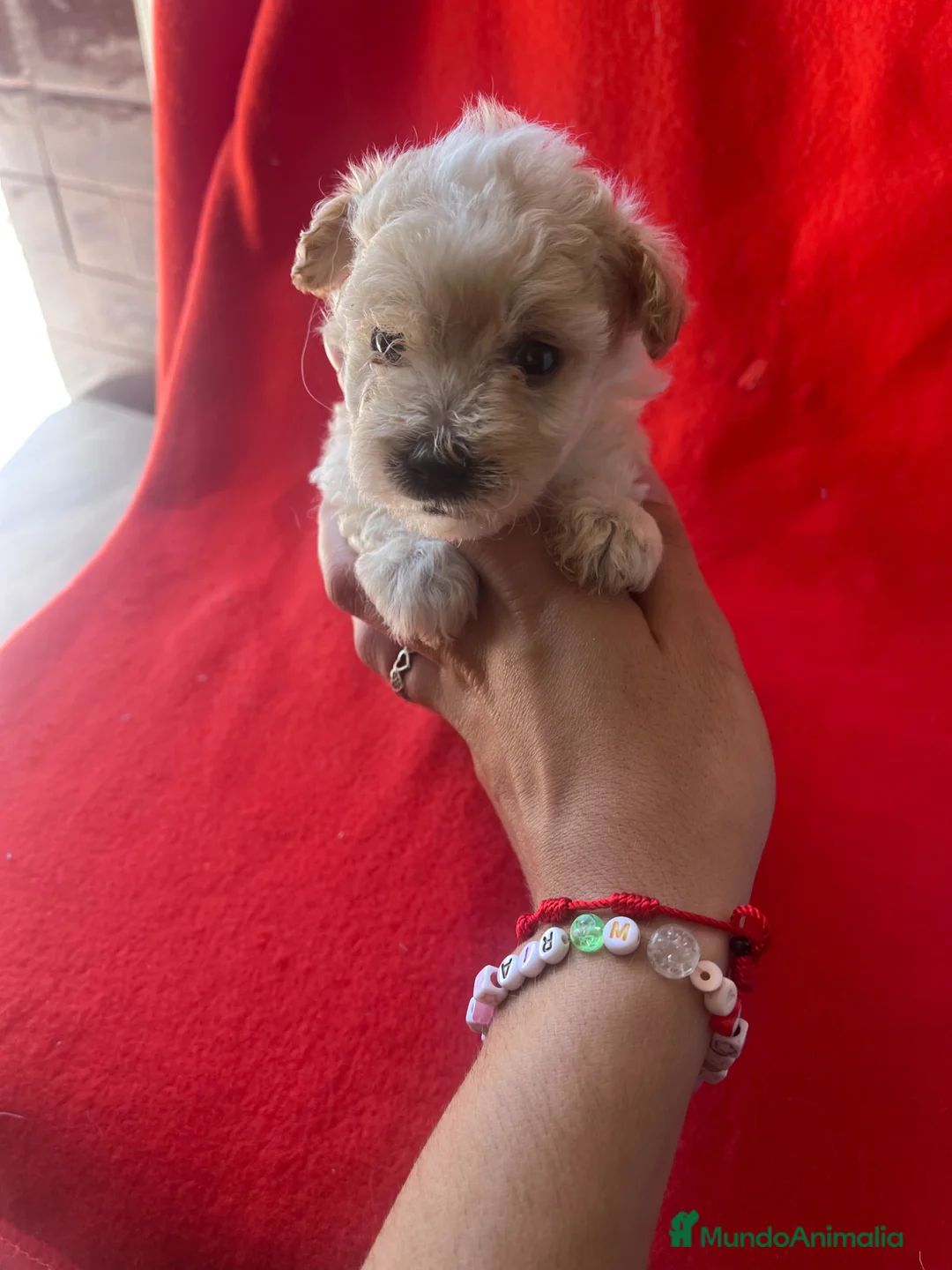 Maltipoo perros en venta: Preciosas hembras de maltipoo - Anuncio 4