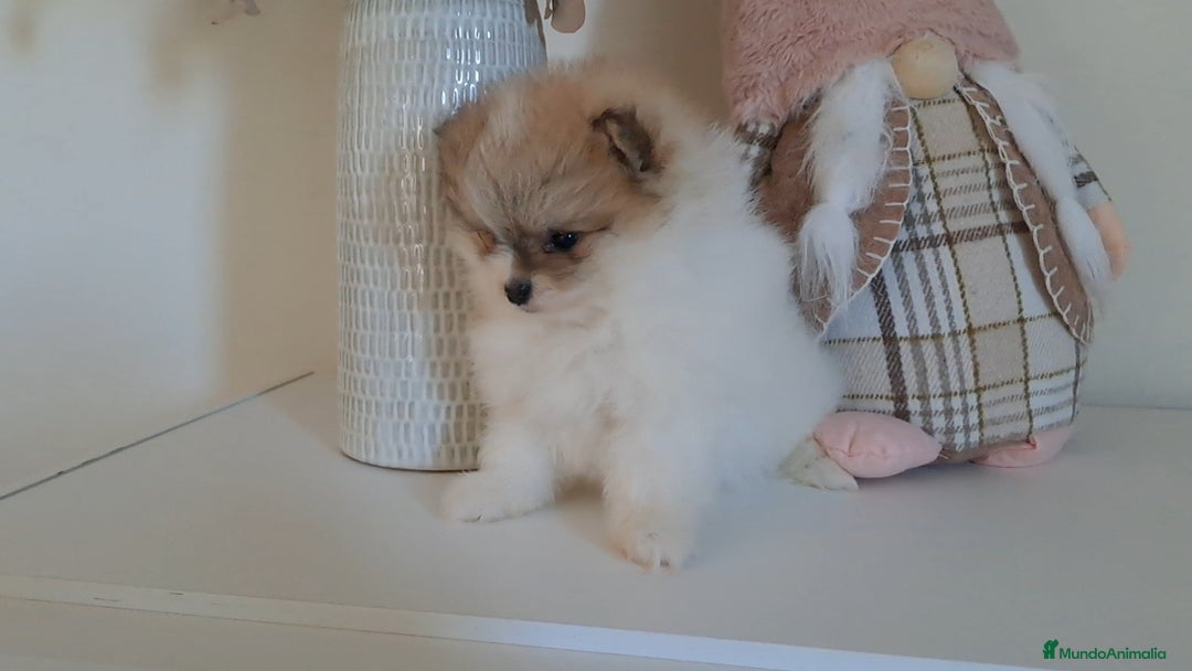 Pomerania perros en venta: Lulu de Pomerania  - Anuncio 4