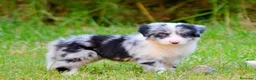 Border Collie perros en venta: camada de border collie  - Anuncio 37
