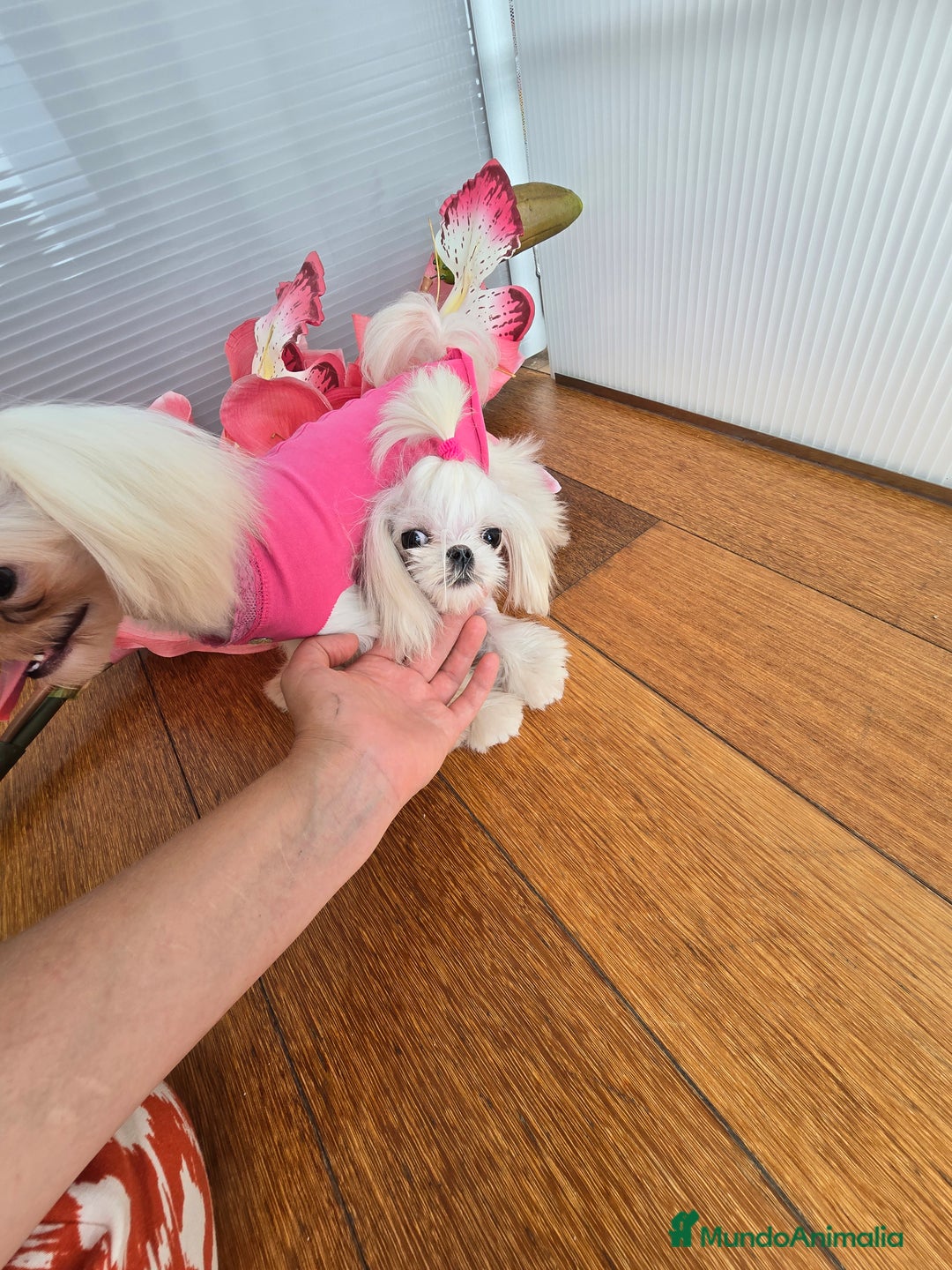 Bichón Maltés perros en venta: Mini Teacup Maltés 100% Coreana – en venta - Imagen 4