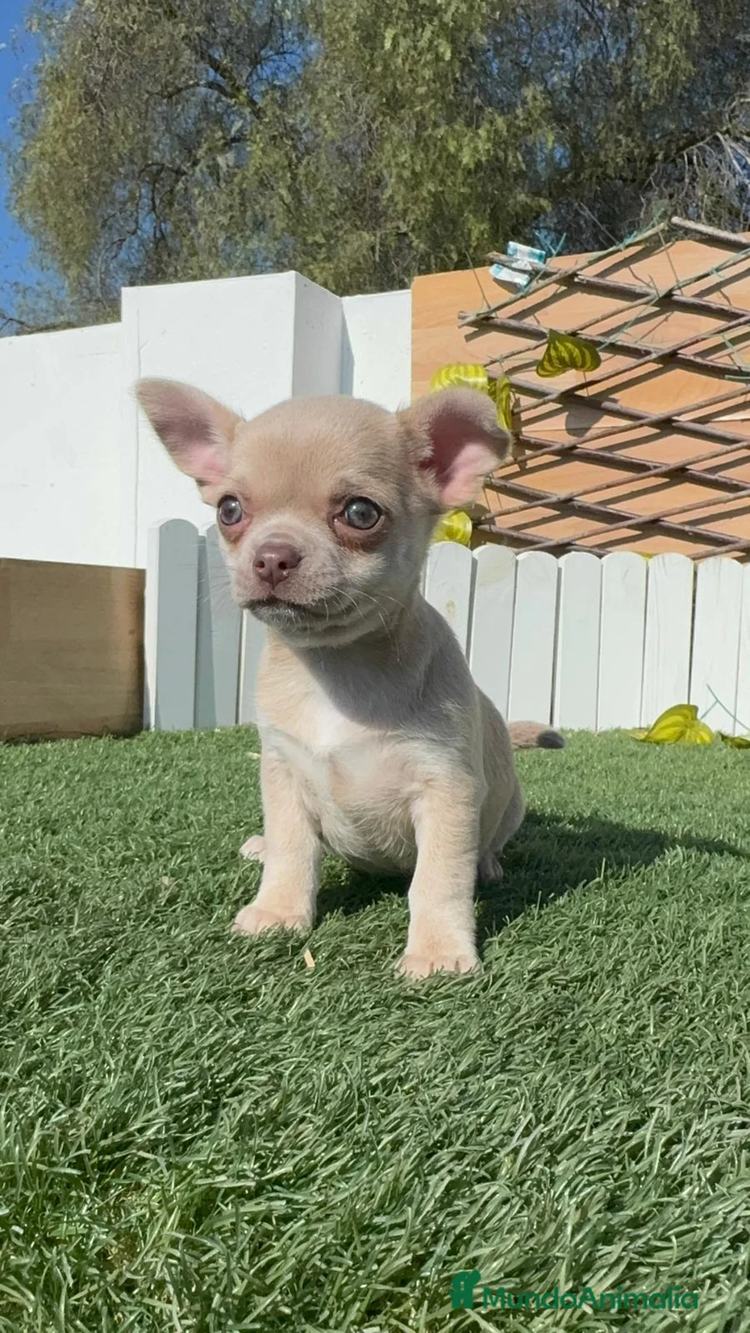 Chihuahua perros en venta: CHIHUAHUA - Anuncio 2