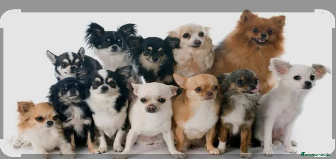 Imagen de galería {{count}}