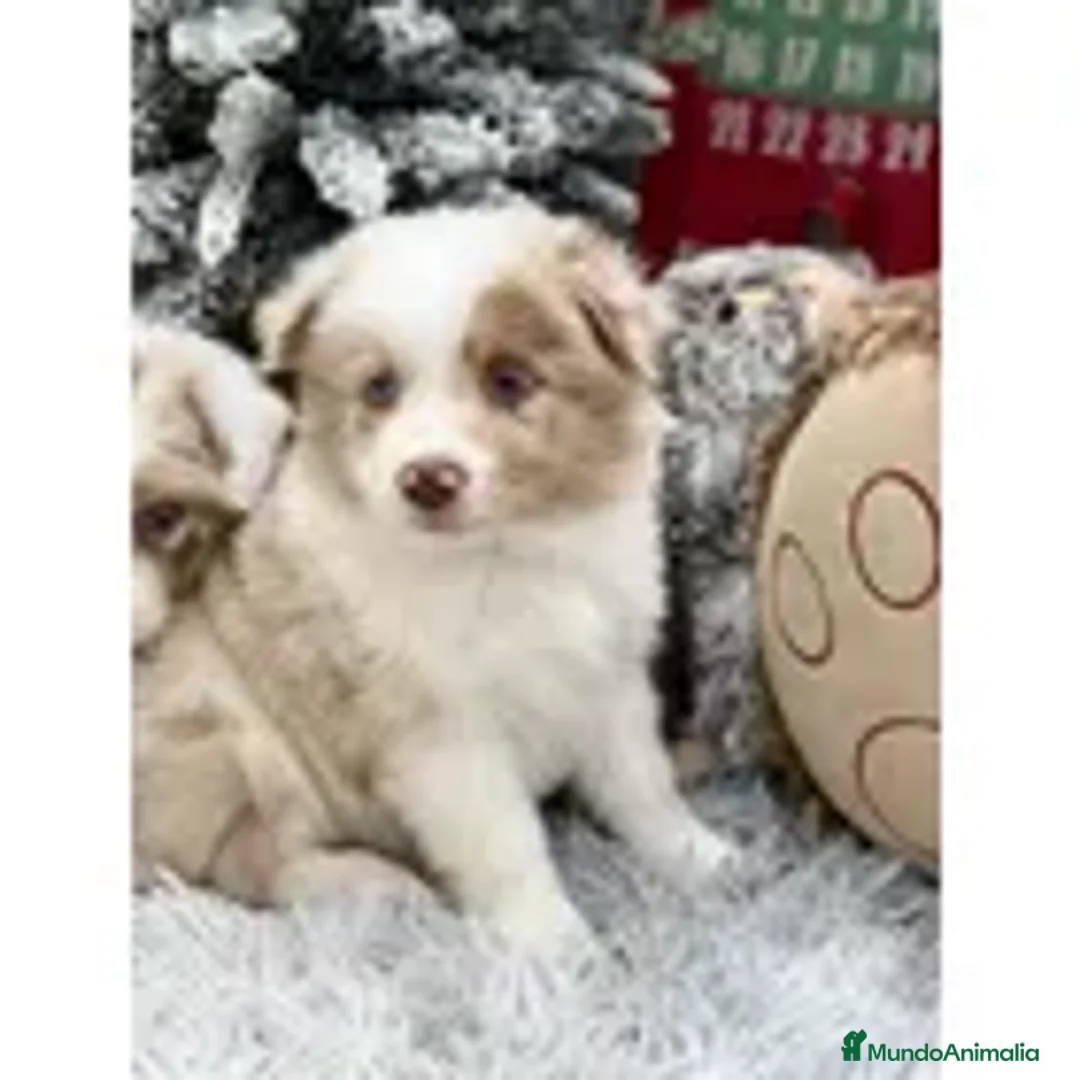 Border Collie perros en venta: Border collie cachorro - Anuncio 4