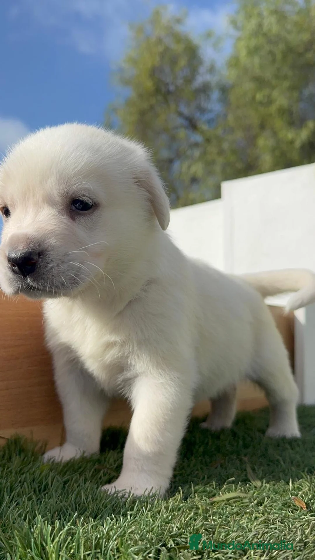 Mastín Español perros en venta: MASTIN ESPAÑOL HEMBRA - Anuncio 13