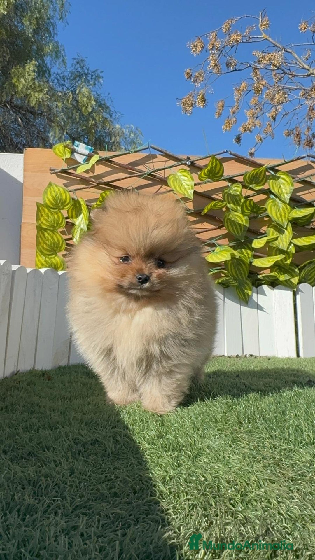 Pomerania perros en venta: POMERANIA CARA DE OSITO - Anuncio 7
