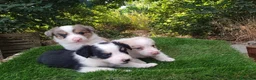Border Collie perros en venta: Border collies de Calidad  - Anuncio 1