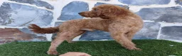 Caniche Enano perros en venta: CANICHE ENANO MACHO ADULTO - Anuncio 2