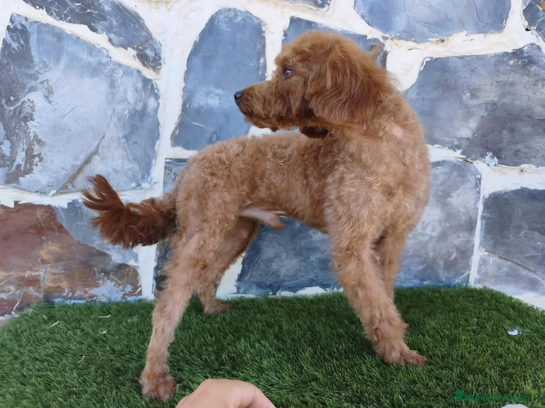 Caniche Enano perros en venta: CANICHE ENANO MACHO ADULTO - Anuncio 2