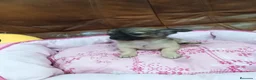 Chihuahua perros en venta: Chihuahua TOY - Anuncio 7