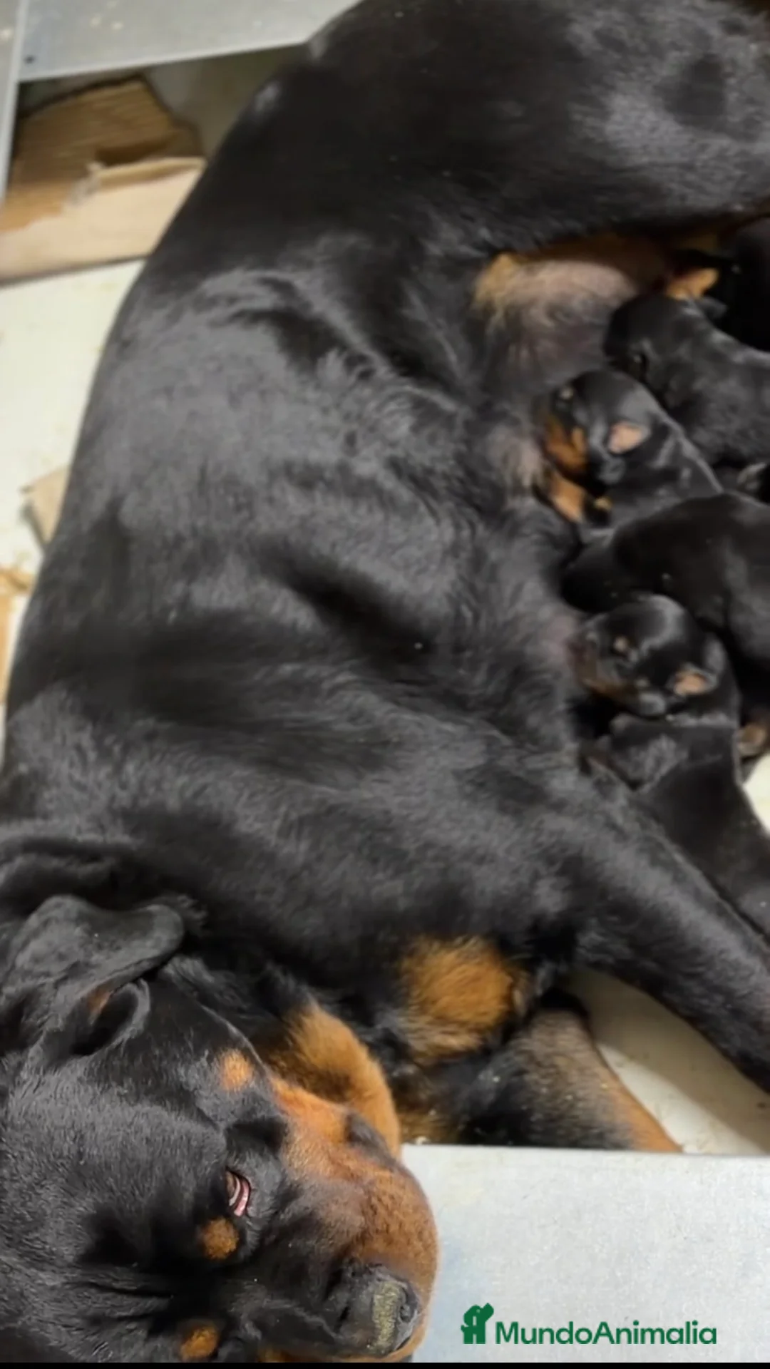 Rottweiler perros en venta: Rottweiler Camada  - Anuncio 4