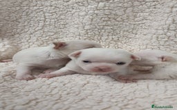 Chihuahua perros en venta: Chihuahua Blancos - Imagen 5