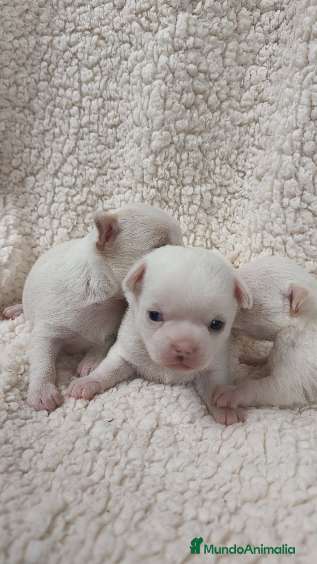 Chihuahua perros en venta: Chihuahua Blancos - Imagen 5