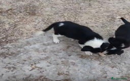 Border Collie perros en venta: Border collie Ultimas 2 hembras  - Imagen 6