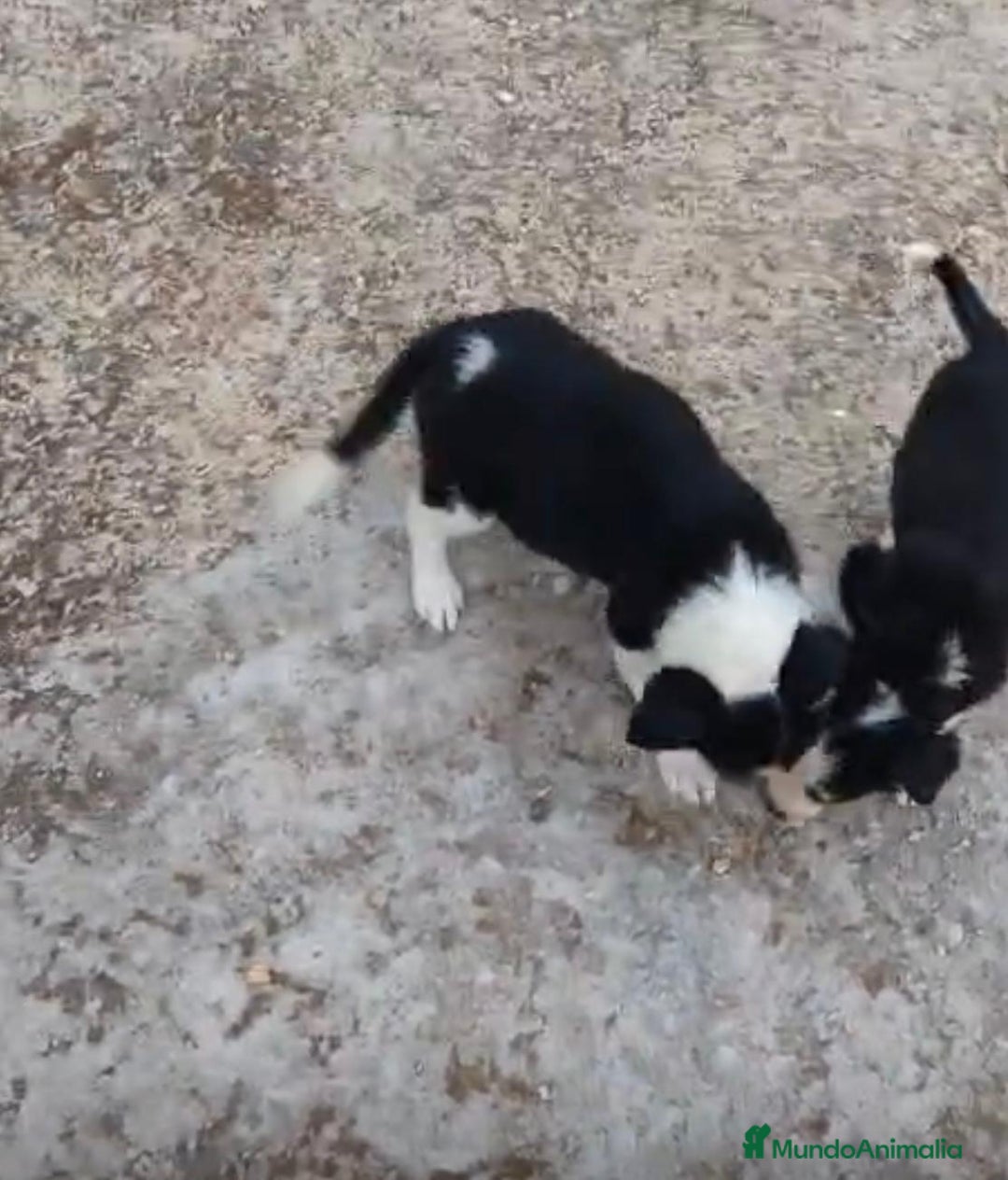 Border Collie perros en venta: Border collie Ultimas 2 hembras  - Imagen 6