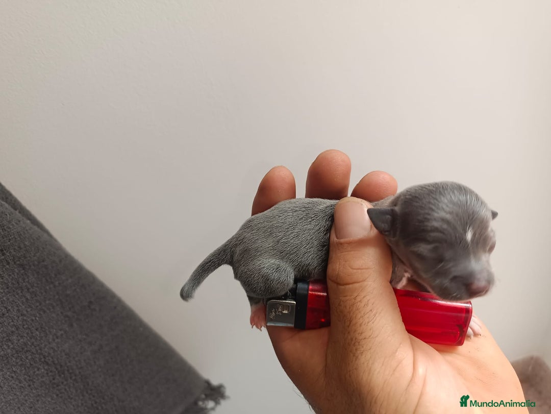 Chihuahua perros en venta: Chihuahua mini toy cabeza manzana  - Imagen 1