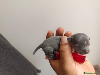 Chihuahua perros - Anuncio 16