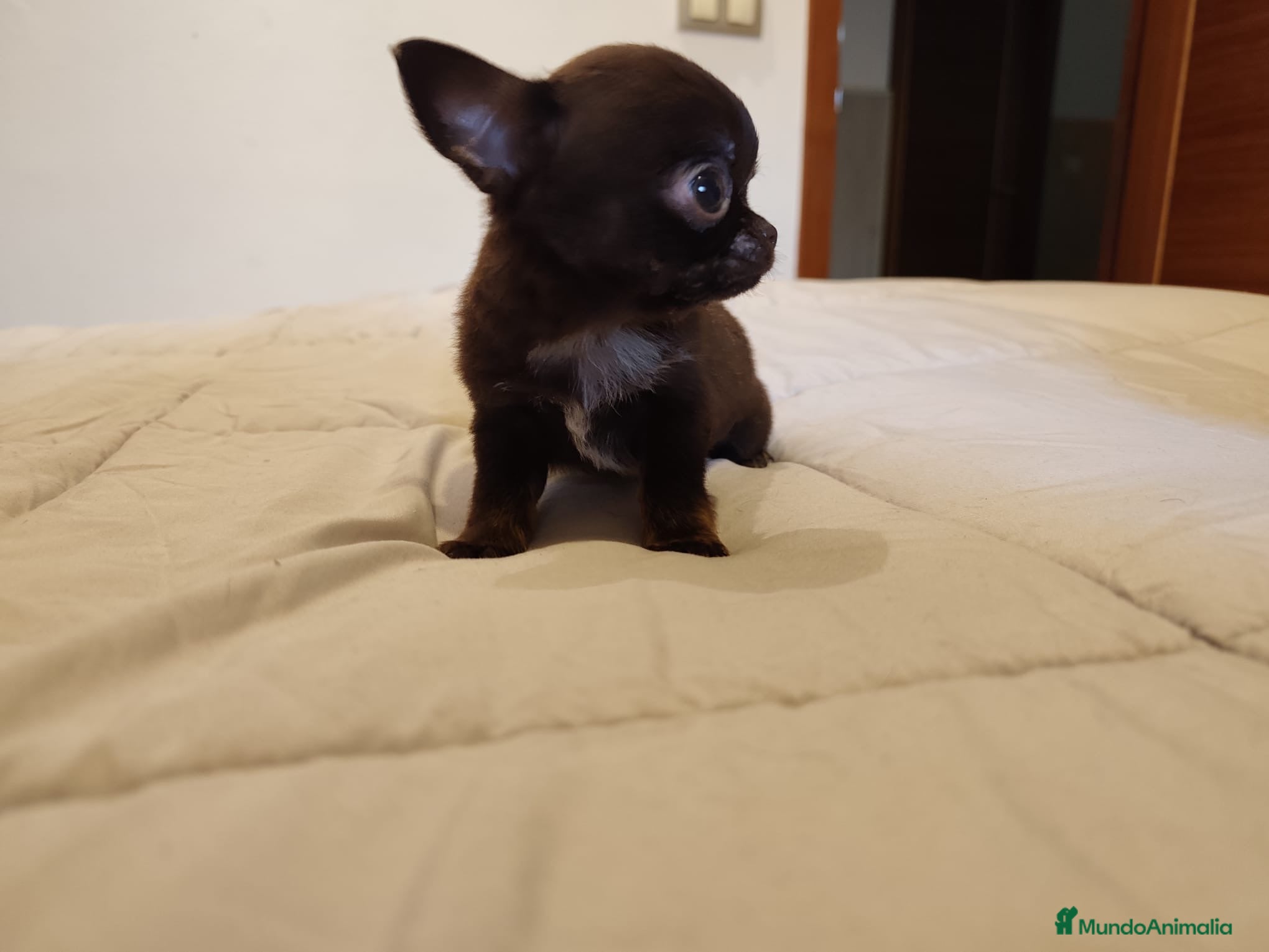 Chihuahua perros Chihuaha toy  - Anuncio 2