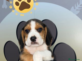 Beagle perros - Anuncio 5