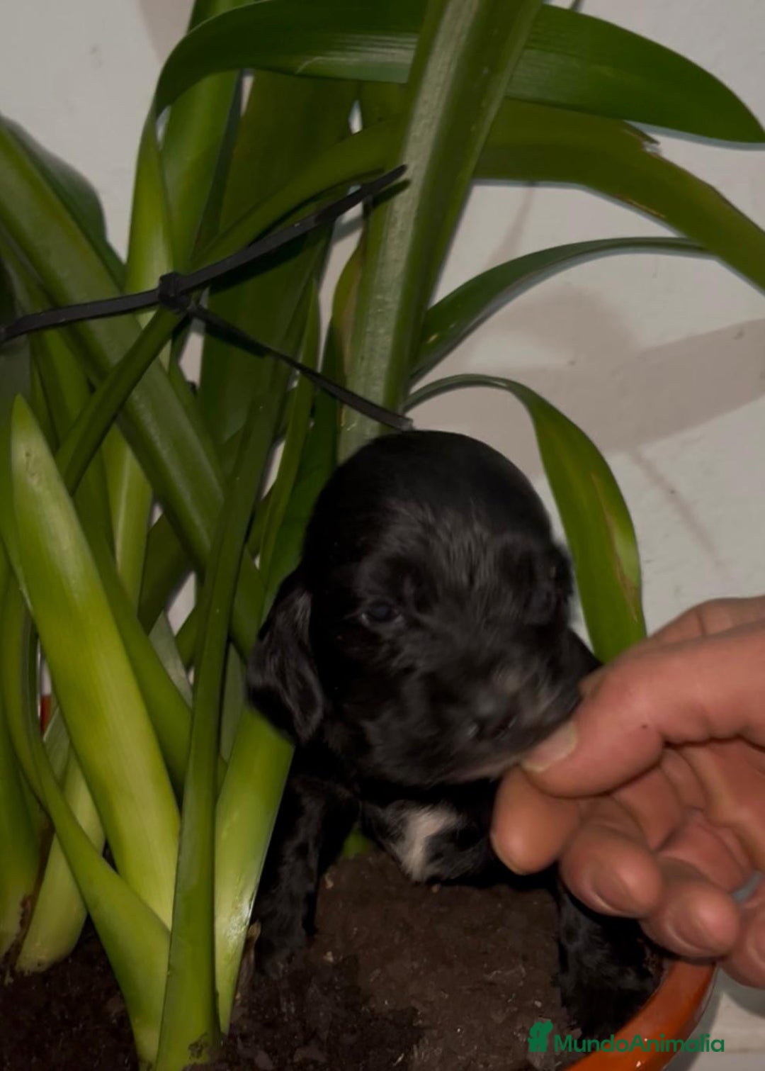 Cocker Spaniel Inglés perros en venta: Cocker Spaniel ingles  - Anuncio 8