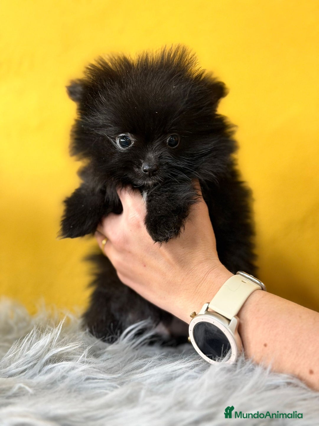 Pomerania perros en venta: Pomerania  - Anuncio 4