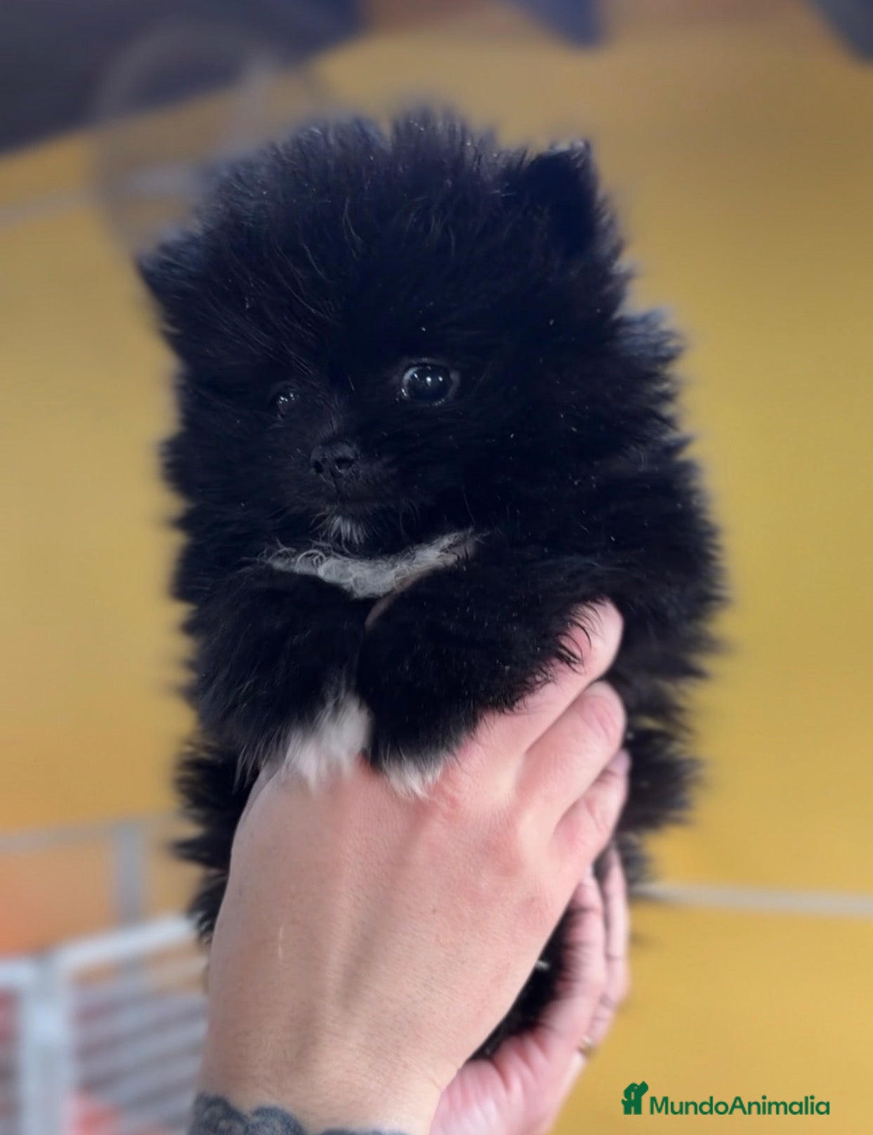 Pomerania perros Pomerania cara oso  - Anuncio 2