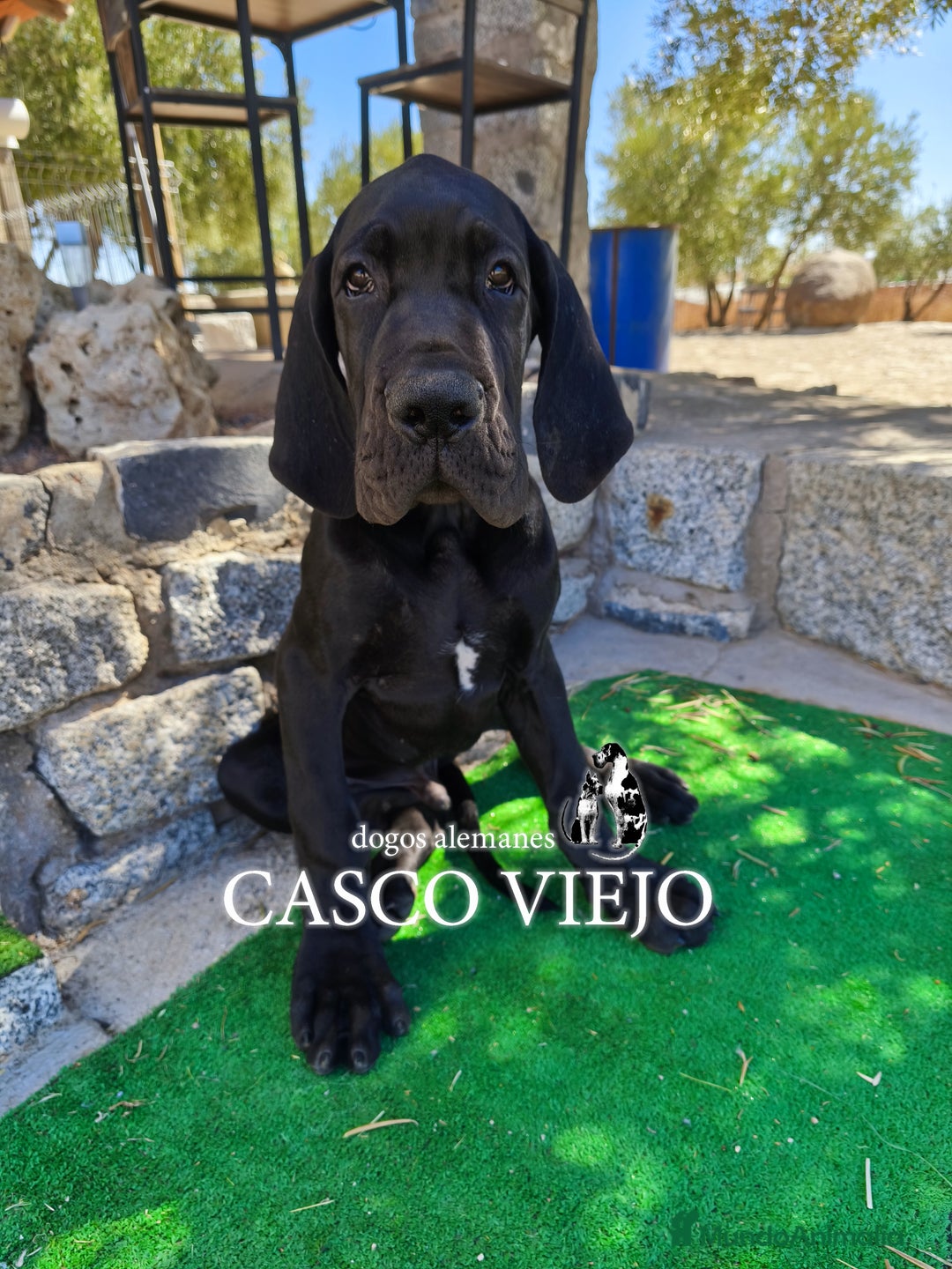 Dogo Alemán perros en venta: Cachorros de Dogo Alemán - Imagen 14