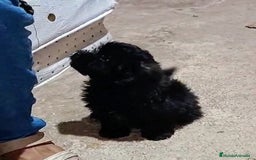Caniche Enano perros en venta: **OFERTA AGOSTO** MACHITO POMAPOO, PELO BRILLANTE - Imagen 9