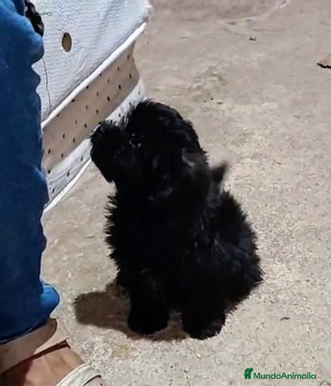 Caniche Enano perros en venta: **OFERTA AGOSTO** MACHITO POMAPOO, PELO BRILLANTE - Imagen 9