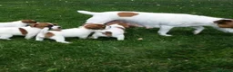 Jack Russell Terrier perros en venta: Camada de Jack Russell  - Anuncio 6