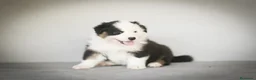 Pastor Australiano perros en venta: Cachorros Pastor Australiano - Anuncio 8