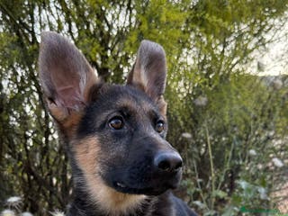 Pastor Alemán perros BEBE DE PASTOR ALEMAN - Anuncio 9