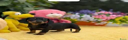 Teckel Miniatura perros en venta: Teckel mini - Anuncio 1