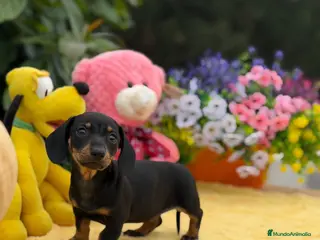 Teckel Miniatura perros Teckel mini - Anuncio 1