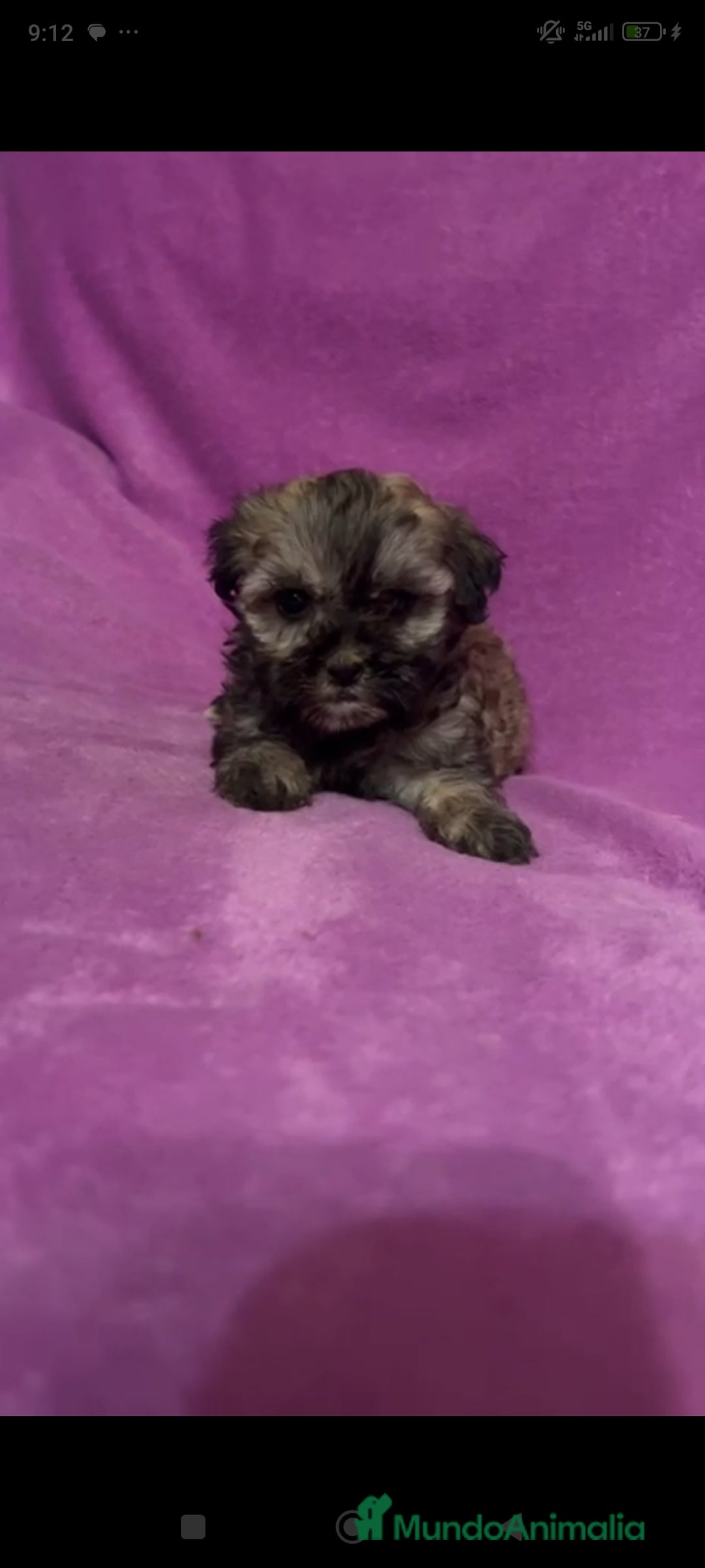 Maltipoo perros en venta: Maltipoo mini - Imagen 5