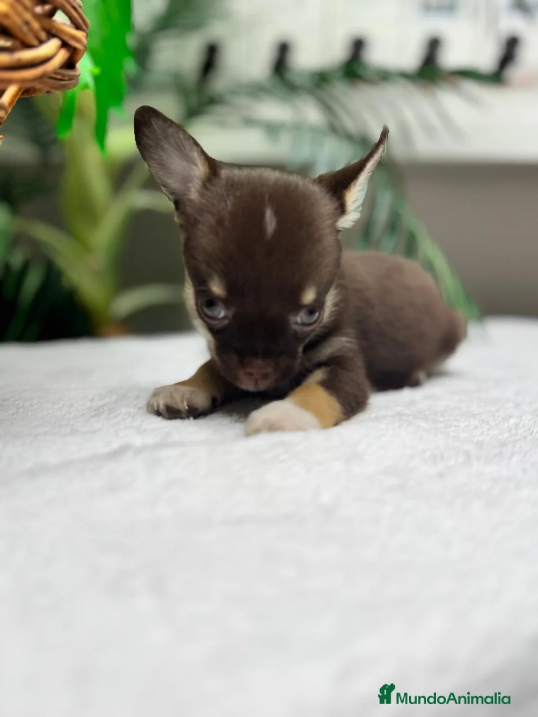 Chihuahua perros en venta: CHIHUAHUA - MACHO - Anuncio 2