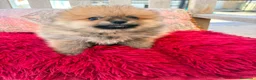 Pomerania perros en venta: Lulú pomerania toy - Anuncio 12