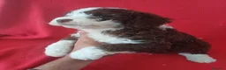 Perro de Agua Español perros en venta: Perro de Agua Español Bicolor  - Anuncio 2