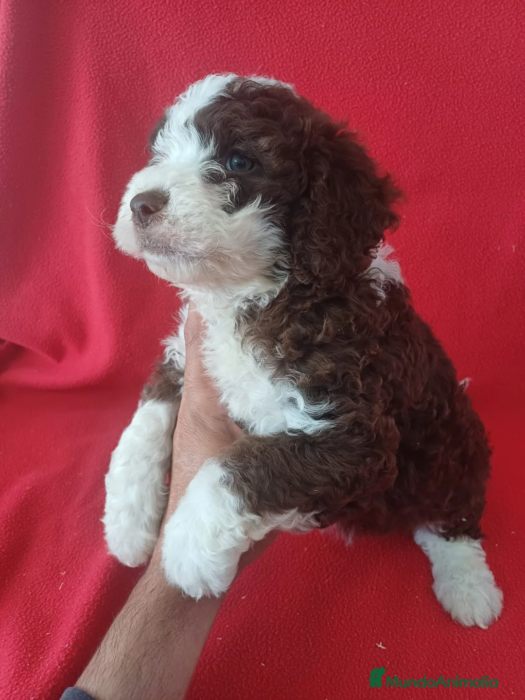 Perro de Agua Español perros en venta: Perro de Agua Español Bicolor  - Anuncio 2