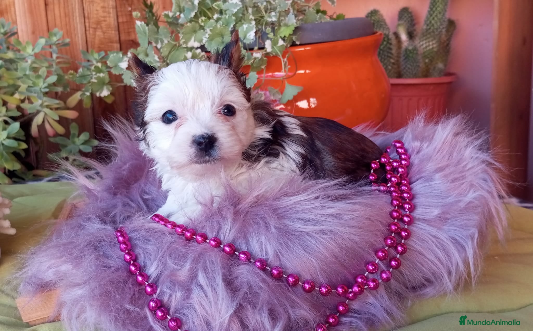 Biewer Yorkshire Terrier a la Pom Pon perros Exclusiva hembra Yorkshire White Ocean Pearl  - Anuncio 1