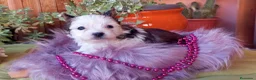 Biewer Yorkshire Terrier a la Pom Pon perros en venta: Exclusiva hembra Yorkshire White Ocean Pearl  - Anuncio 1