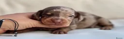 Teckel Miniatura perros en venta: EXCLUSIVO MACHITO TECKEL ARLEQUÍN CHOCOLATE - Anuncio 2