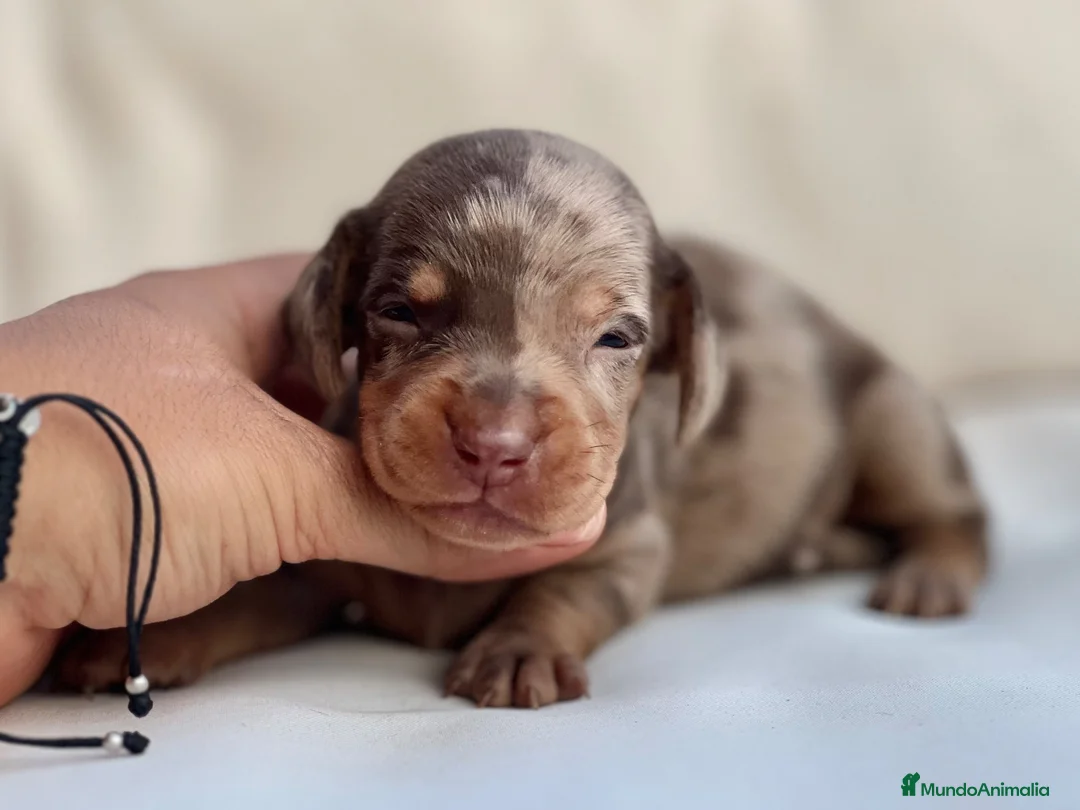 Teckel Miniatura perros en venta: EXCLUSIVO MACHITO TECKEL ARLEQUÍN CHOCOLATE - Anuncio 2