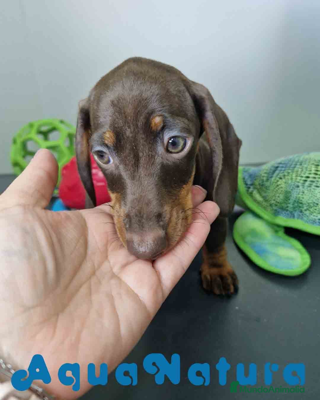 Teckel Miniatura perros en venta: Teckel Hembra DCD 5778 AQUANATURA - Anuncio 9