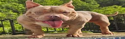 American Bully perros en venta: América bully  - Anuncio 6