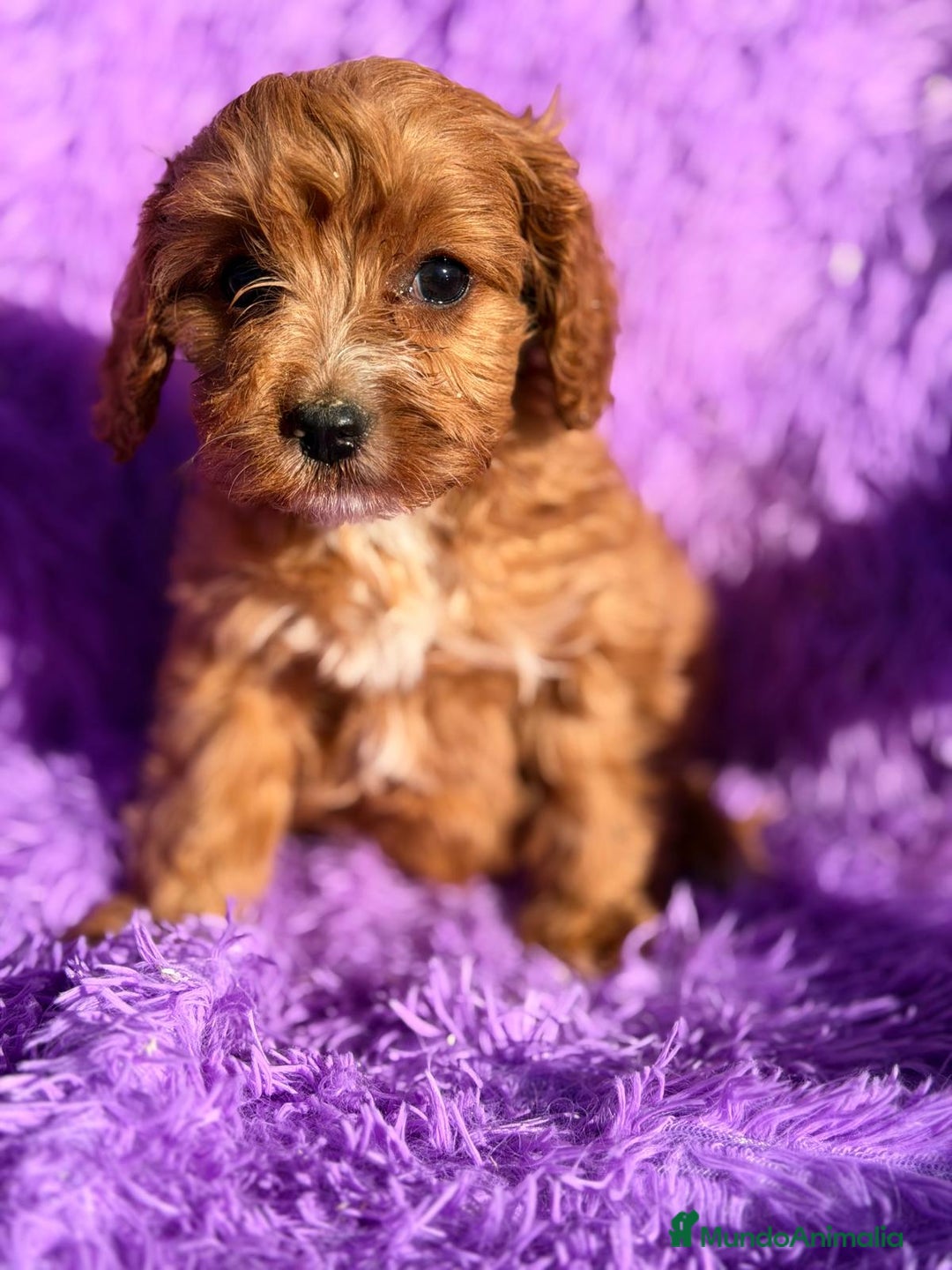 Cavapoo perros en venta: CAVAPOO ROJO - Anuncio 7